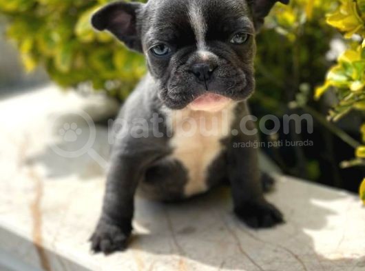 Blue French Bulldog Yavrumuz görsel