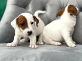 Mükemmel Kali̇te Jack Russell Yavrularimiz