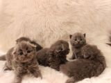 Scottish Fold Yavrular