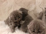 Scottish Fold Yavrular