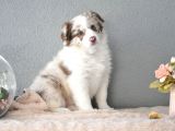 Red Merle Border Collie