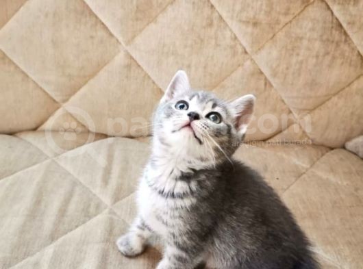 Oğlumuza Yeni Yuva Olmak Istermisiniz? görsel