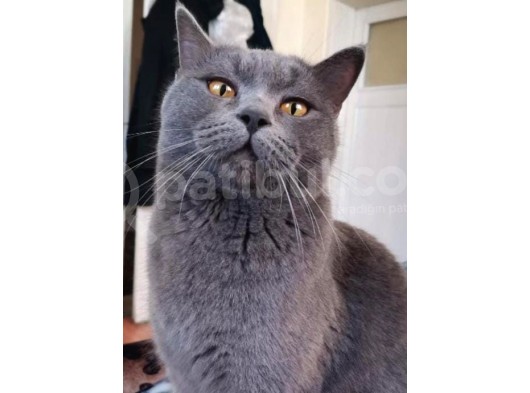 Oğlumuza Yeni Yuva Olmak Istermisiniz? görsel