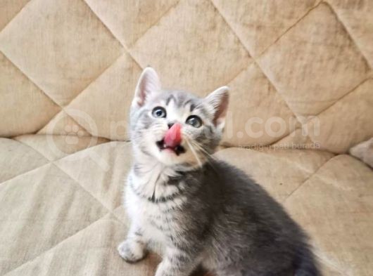 Oğlumuza Yeni Yuva Olmak Istermisiniz?