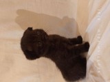 Safkan Scottish Fold Yavrularımız