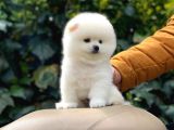 Sevi̇mli̇ Pomerani̇an