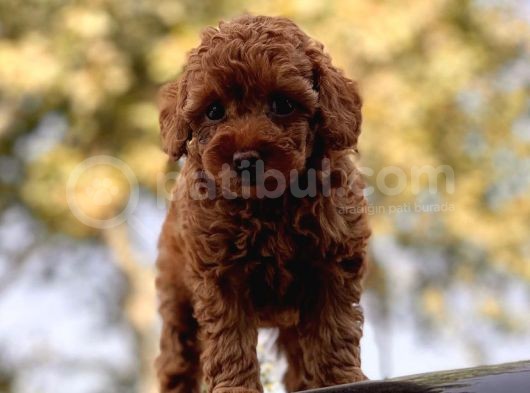 Red Brown Toy Poodle Bebekler görsel