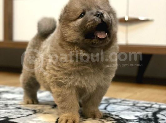 Blue Chow Chow Yavrumuz görsel