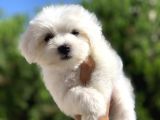 Irk Ve Sağlık Garantili Maltese Terrier Yavrularımız