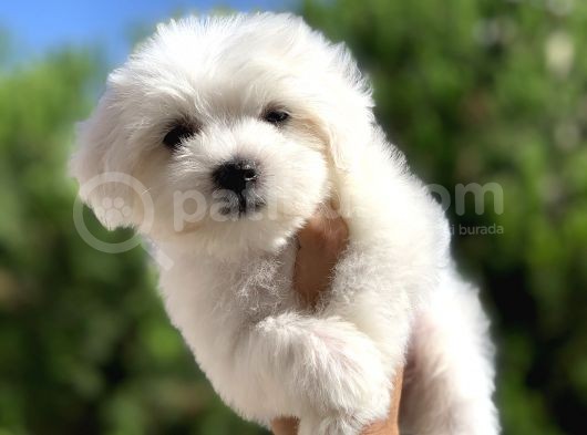Irk Ve Sağlık Garantili Maltese Terrier Yavrularımız görsel