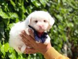 Yavru Malti̇poo
