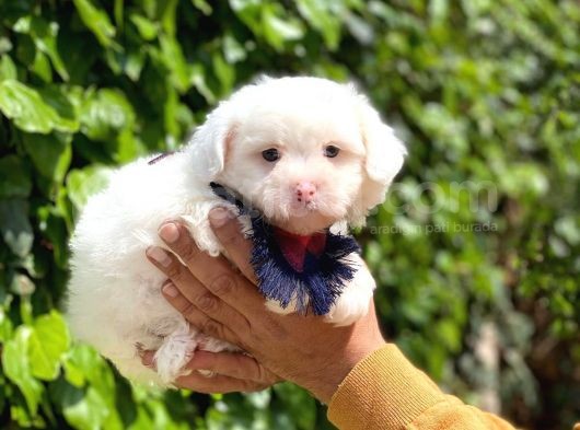 Yavru Malti̇poo