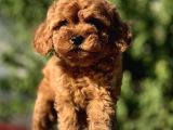 Red Brown Toy Poodle Bebekler