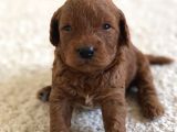 Red Toy Poodle Rezerveye Açılmıstır