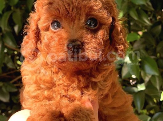 Red Brown Toy Poodle Bebekler görsel