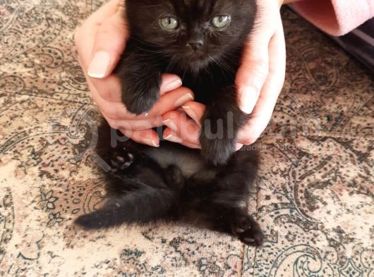 Scottish Fold  British Fold Blu Tubby Yavrularımız görsel