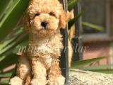 Safkan Red Ve Apricot Toy Poodle Yavrularımız