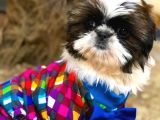 Shih-Tzu Yavruları