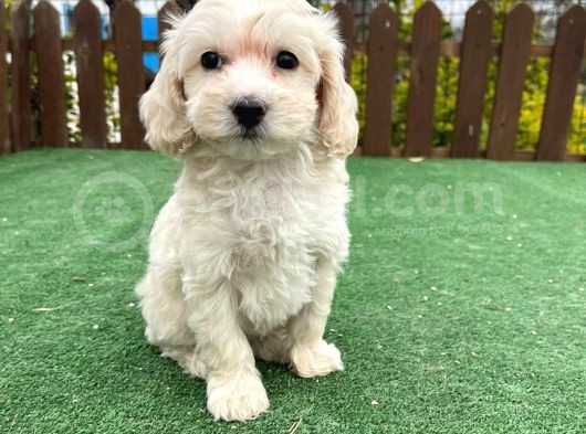 Anne Baba Orji̇nal Malti̇poo Yavrularimiz görsel