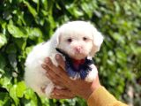 Yavru Malti̇poo