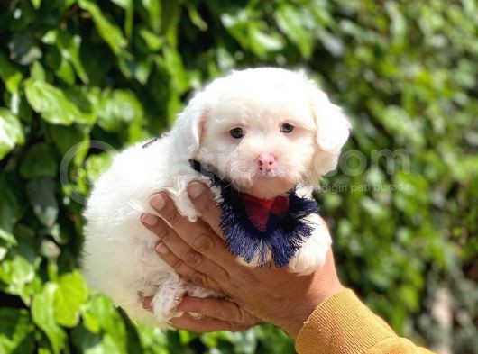 Yavru Malti̇poo görsel