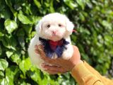 Yavru Malti̇poo