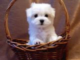 Safkan 0 Numara Maltese Terrier Yavrularımız