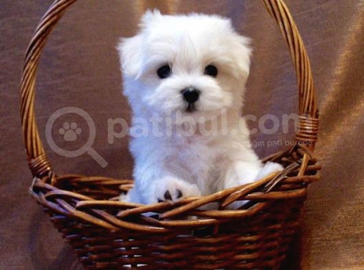 Safkan 0 Numara Maltese Terrier Yavrularımız