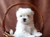 Safkan 0 Numara Maltese Terrier Yavrularımız