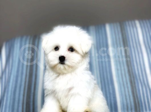 Safkan Maltese Terrier Yavrularımız