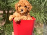 Yüksek Kalite Toy Poodle