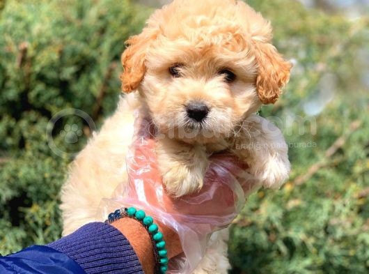 2.5 Aylik Erkek Ve Di̇şi̇ Malti̇poo Yavrular görsel