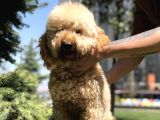 Wc Eğitimli Standart Poodle Barney