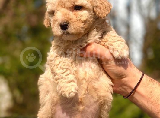 2.5 Aylik Erkek Ve Di̇şi̇ Malti̇poo Yavrular görsel