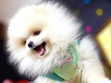 ** Teddybear Sevimli Boo**