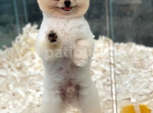 1 Yaşında Erkek 1.6 Kg Teacup Pomeranian Boo