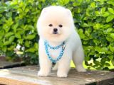 Yavru Pomerani̇an Boo