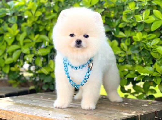 Yavru Pomerani̇an Boo görsel