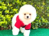 Sevimli Pomeranian Boo