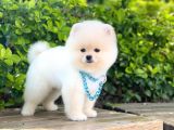 Yavru Pomerani̇an Boo