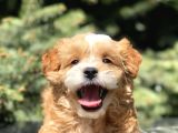 F2 Özel Üretim Maltipoo Bebek