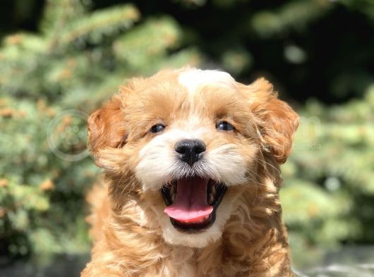 F2 Özel Üretim Maltipoo Bebek görsel