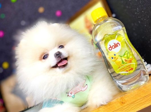 ** Teddybear Sevimli Boo** görsel
