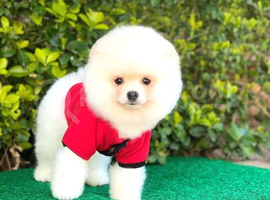 Sevi̇mli̇ Pomerani̇an görsel