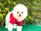 Sevimli Pomeranian Boo