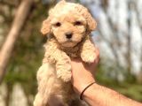 2.5 Aylik Erkek Ve Di̇şi̇ Malti̇poo Yavrular