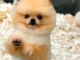 1 Yaşında Teacup Pomeranian Boo Erkek