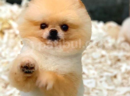 1 Yaşında Teacup Pomeranian Boo Erkek görsel