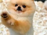 1 Yaşında Teacup Pomeranian Boo Erkek