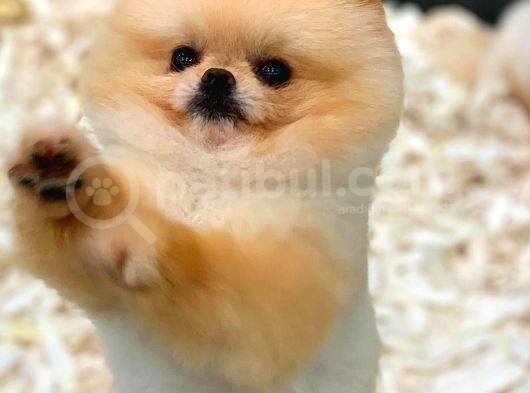 1 Yaşında Teacup Pomeranian Boo Erkek görsel